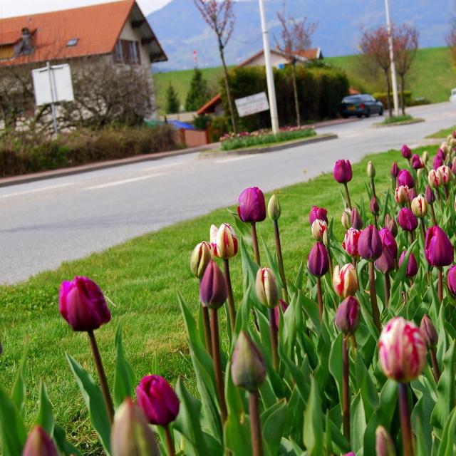 Ingang D'allevard Tulipes ©mairie D'allevard Les Bains