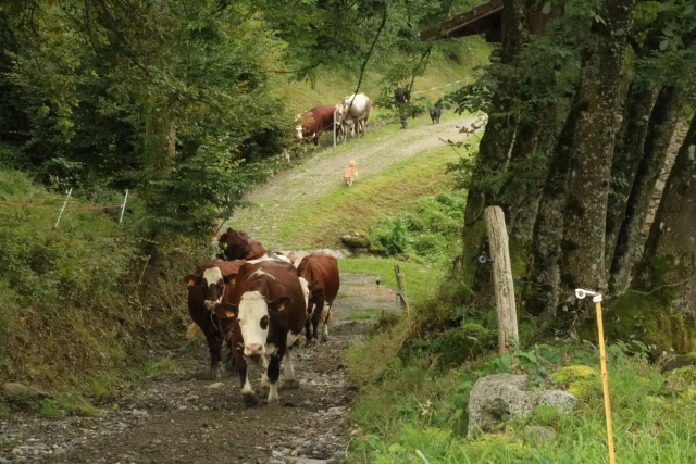 Allevard Ferme De La Grangette - Vaches et campagne